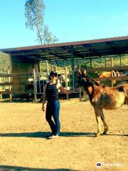 All the Pretty Horses of Baja - Rescue and Rides