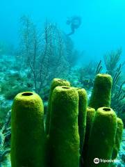 La Dive Bouteille - Plongée Les Saintes