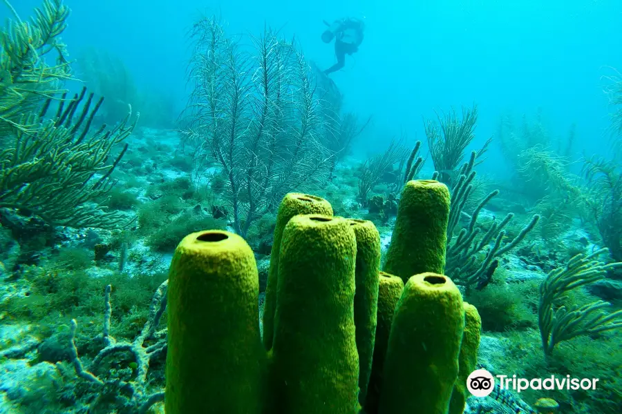 La Dive Bouteille - Plongees des Saintes