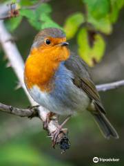 RSPB Conwy Nature Reserve