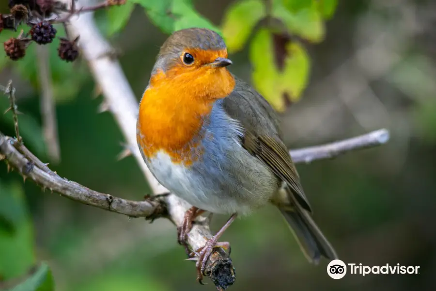 RSPB コンウィ