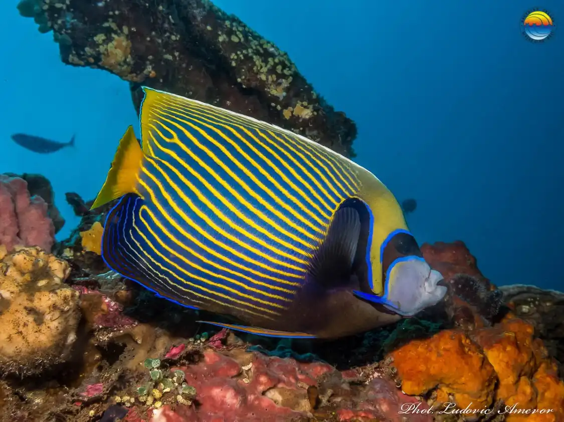 Hotels near SOUTHERN DREAMS DIVING CLUB