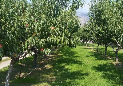 Hillside Orchards U-Pick and Farm