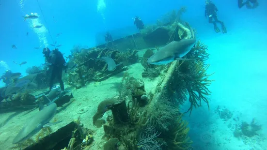 Stuart Cove's Dive Bahamas