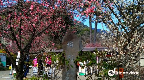 熱海梅園