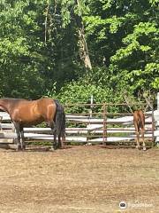 Morgan Horse Farm