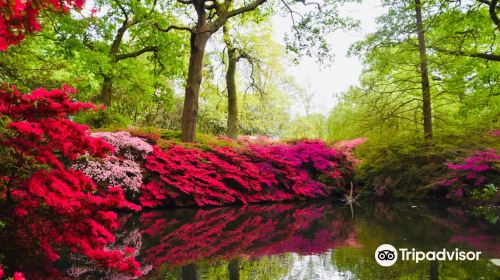 Isabella Plantation