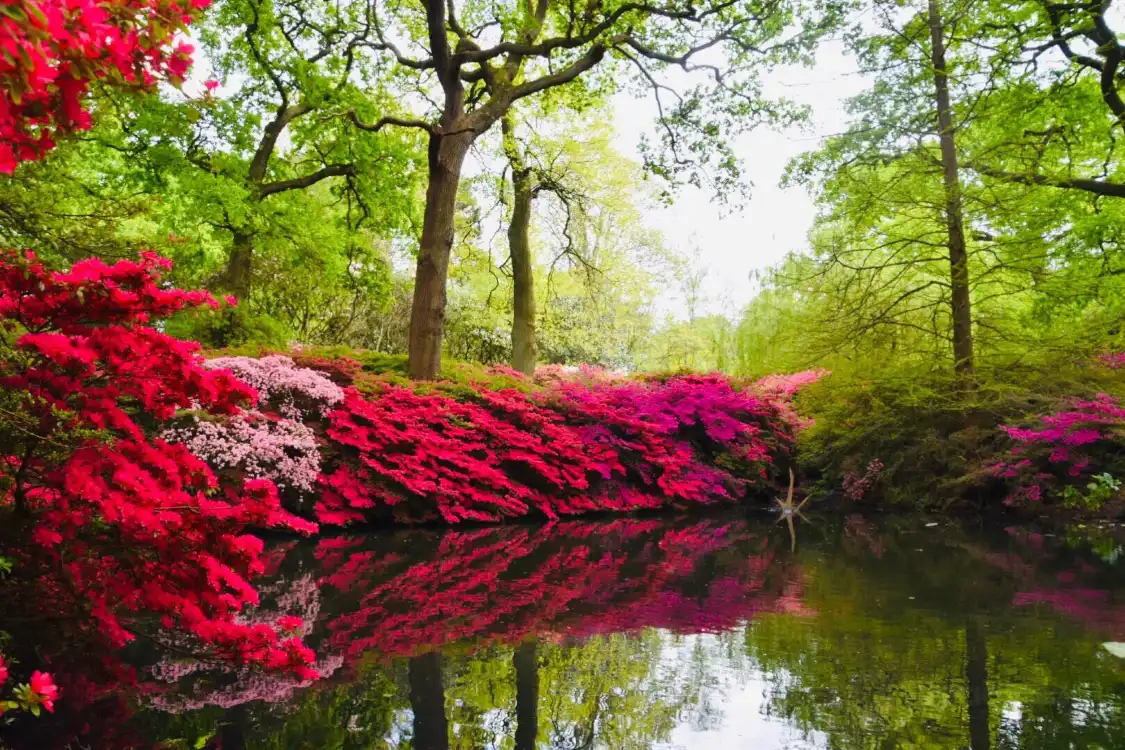 Hotels near Isabella Plantation