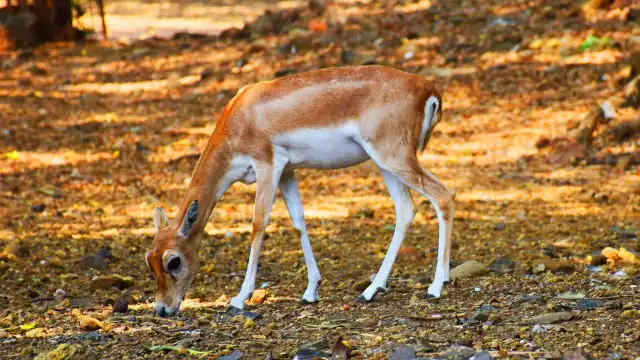 โรงแรมใกล้Victoria Gardens (Jijamata Udyan)