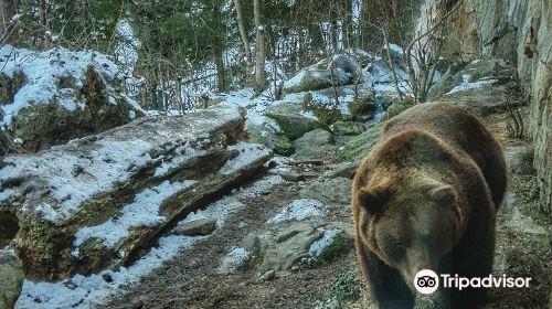 阿爾卑斯山動物園