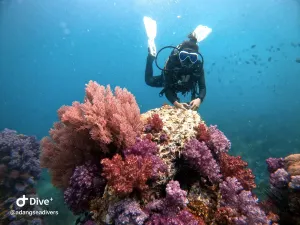 Diving in Koh Lipe