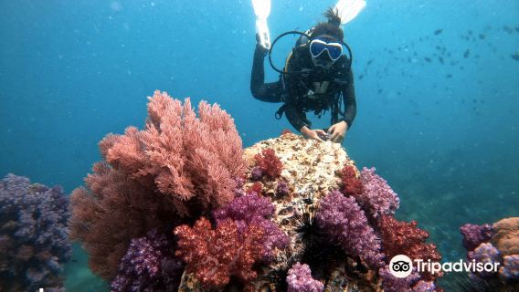 Snorkeling ou mergulho com cilindro em Ko Lipe