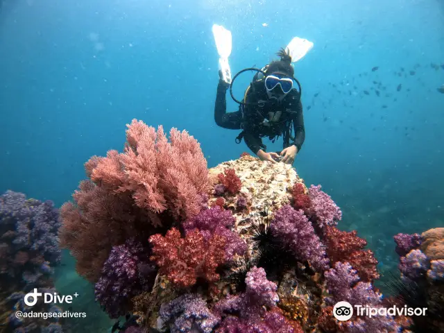 Diving in Koh Lipe