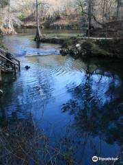 Madison Blue Spring State Park