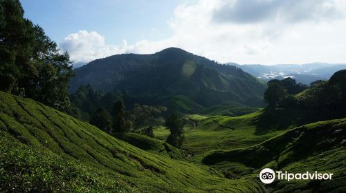 Gunung Brinchang