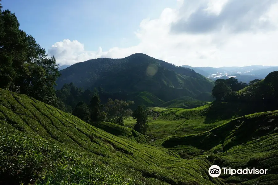 Gunung Brinchang