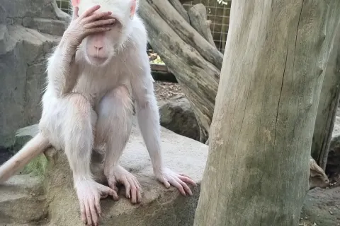 히든 미니 주 발리