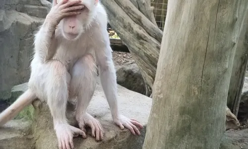 Hidden Mini Zoo Bali