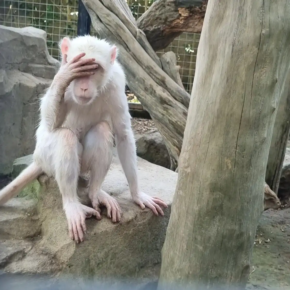 Hotel dekat Hidden Mini Zoo Bali