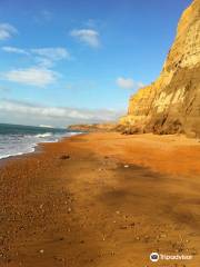 Isle of Wight Fossil Hunts - Island Gems