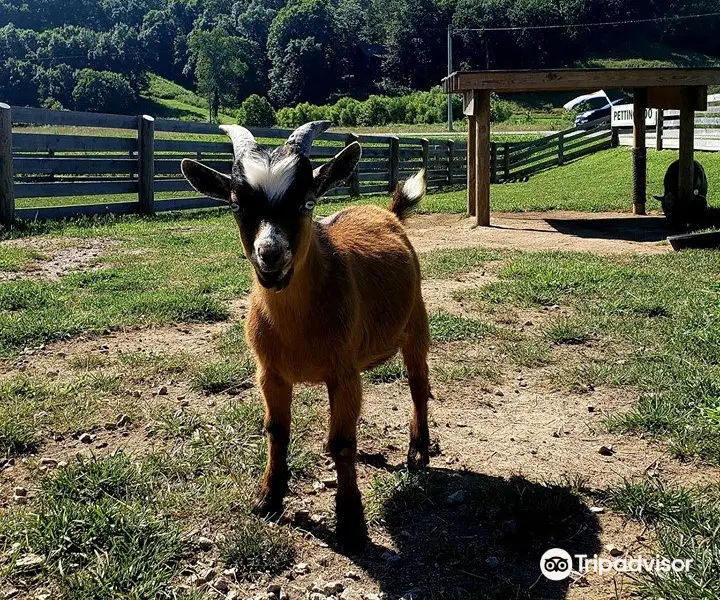 Fox's High Rock Farm