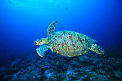 Scuba Diving in Malé