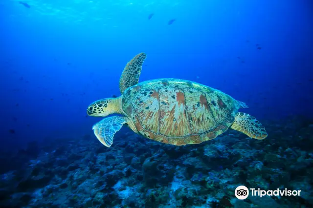 Scuba Diving in Malé