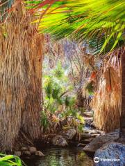 Agua Caliente Indian Canyons