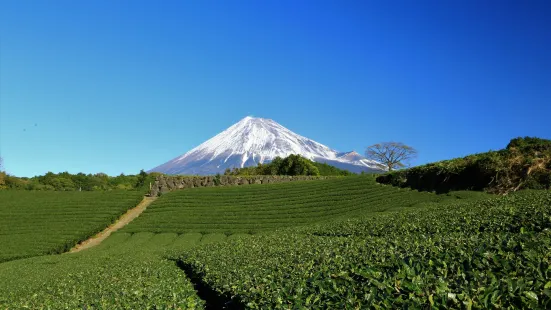 Imamiya Tea Plantation