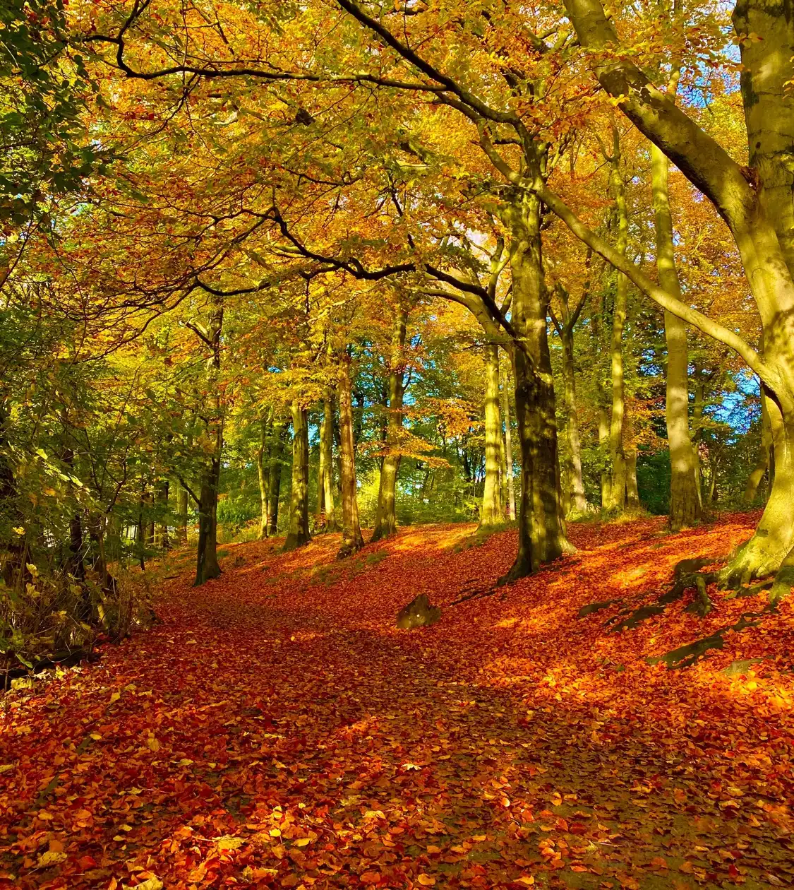 Hotels near Worsley Woods