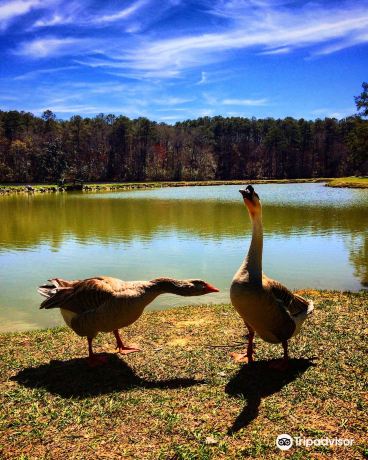 Ed Lisenby Lake