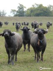 Ontario Water Buffalo Company