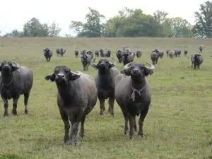 Ontario Water Buffalo Company