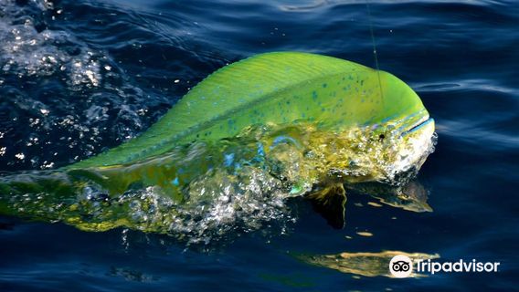 Distraction Charters