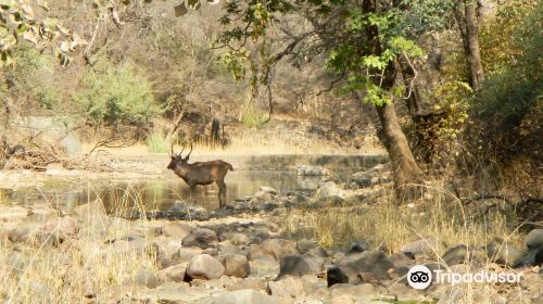 India Wildlife Safari