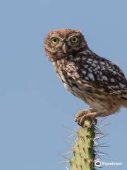 Birding Tarifa