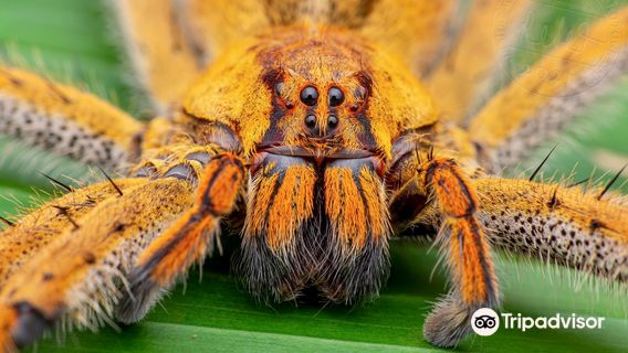 Tarantulas Way