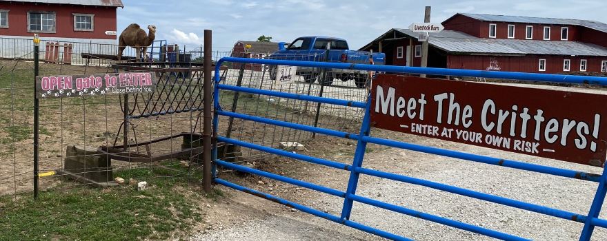 Where Pigs Fly Farm
