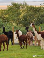 Bardsea Alpacas and Llamas