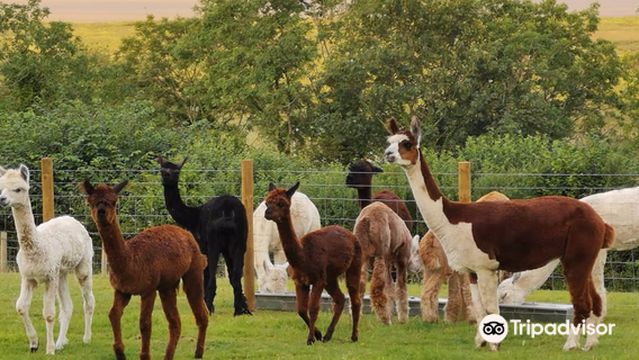 Bardsea Alpacas and Llamas