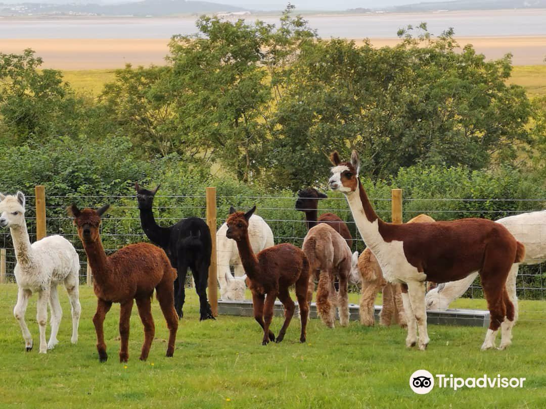 Bardsea Alpacas and Llamas