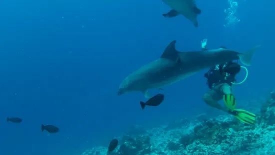 Topdive Tahiti