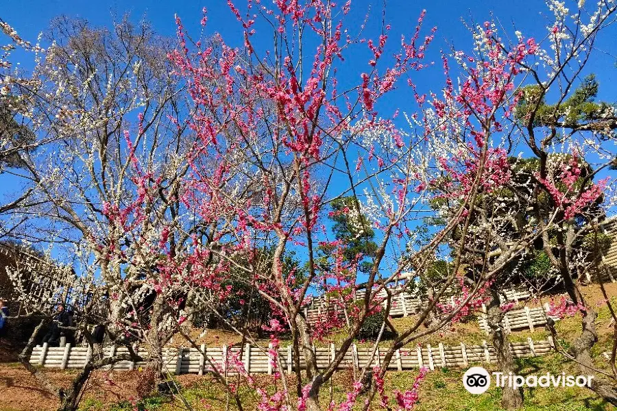 Mito Ume Blossom Matsuri