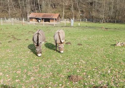 Greifvögel Tierpark Sababurg