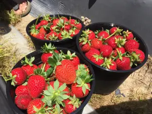 Polkadraai Strawberry Farm