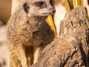 Blair Drummond Safari Park