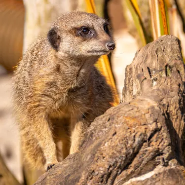 Blair Drummond Safari Park