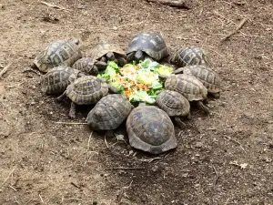 Pécs Zoo