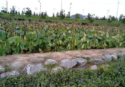 Haman Lotus Theme Park