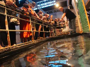 Mareis - Sea Fishing Discovery Center
